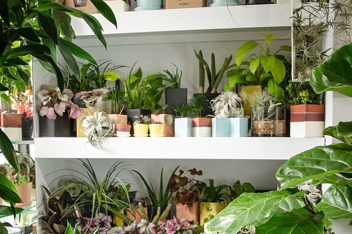 Indoor plants