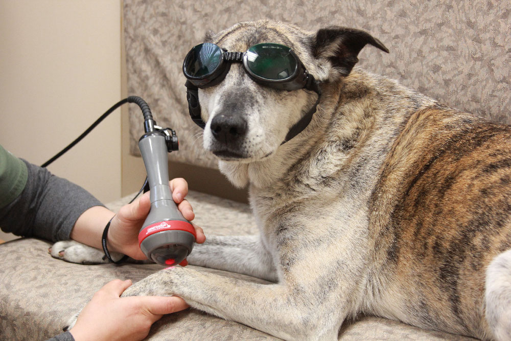 Laser Therapy for dogs